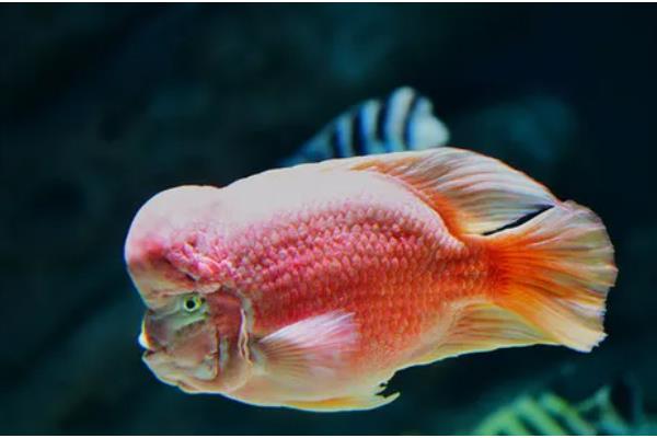 鱼头朝下倒立的解决办法,先将水温保持在稳定的范围