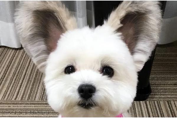 狗狗飞机耳代表什么,感到害怕或开心、准备攻击时耳朵都会变化