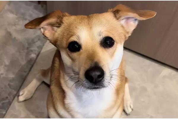 狗狗飞机耳代表什么,感到害怕或开心、准备攻击时耳朵都会变化