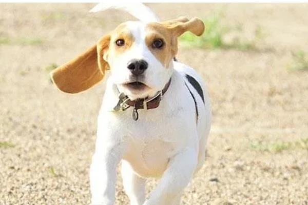 狗狗飞机耳代表什么,感到害怕或开心、准备攻击时耳朵都会变化