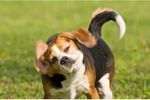 狗狗飞机耳代表什么,感到害怕或开心、准备攻击时耳朵都会变化