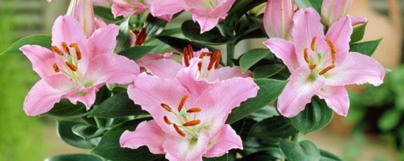 百合怎么养殖，每天提供4小时以上的光照