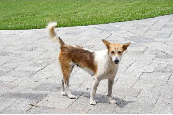 狗狗飞机耳代表什么,感到害怕或开心、准备攻击时耳朵都会变化