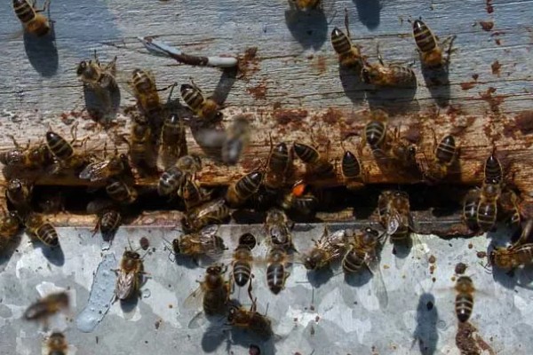 意蜂盗中蜂如何解决,安装防逃片可避免意蜂进入中蜂的蜂箱内