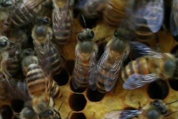 意蜂盗中蜂如何解决,安装防逃片可避免意蜂进入中蜂的蜂箱内