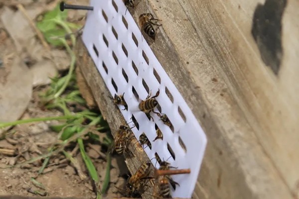 意蜂盗中蜂如何解决,安装防逃片可避免意蜂进入中蜂的蜂箱内