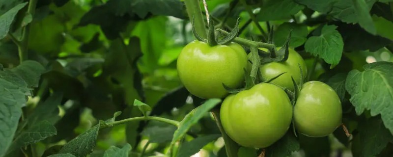 番茄如何科学追肥，幼果进入膨大期后要勤追猛保