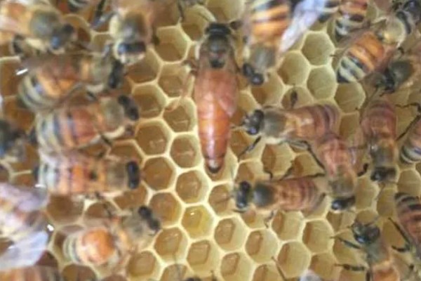 意蜂盗中蜂如何解决,安装防逃片可避免意蜂进入中蜂的蜂箱内