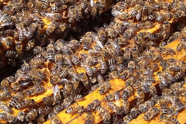 意蜂盗中蜂如何解决,安装防逃片可避免意蜂进入中蜂的蜂箱内