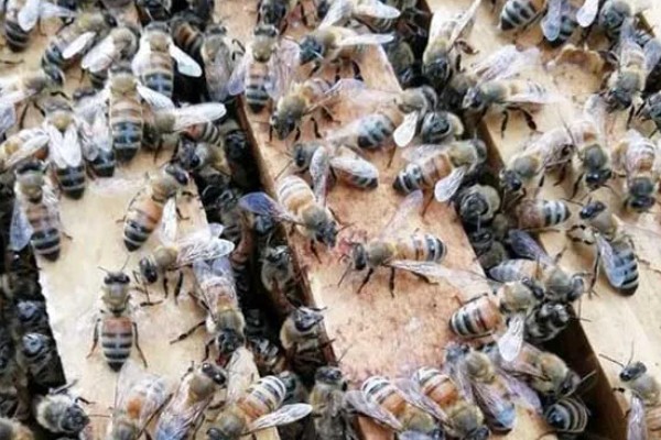 意蜂盗中蜂如何解决,安装防逃片可避免意蜂进入中蜂的蜂箱内