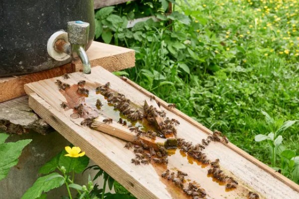 意蜂盗中蜂如何解决,安装防逃片可避免意蜂进入中蜂的蜂箱内