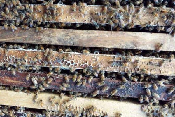 意蜂盗中蜂如何解决,安装防逃片可避免意蜂进入中蜂的蜂箱内