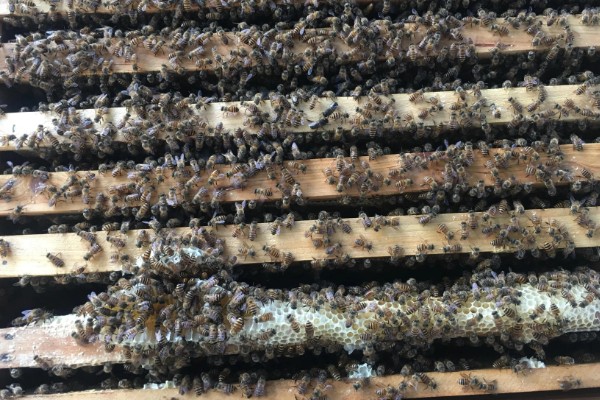 意蜂盗中蜂如何解决,安装防逃片可避免意蜂进入中蜂的蜂箱内