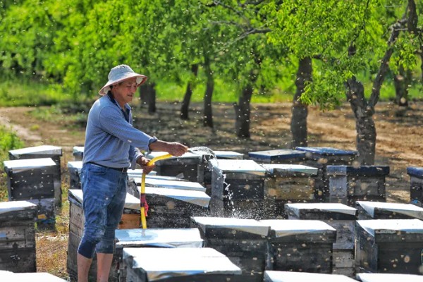 意蜂盗中蜂如何解决,安装防逃片可避免意蜂进入中蜂的蜂箱内