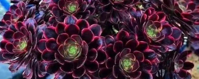 冬天法师叶子变软如何处理，缺少光照可将它养在向阳处