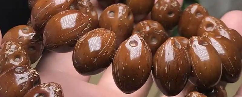 招财鼠是哪种植物的籽，是棕桐树的果实籽