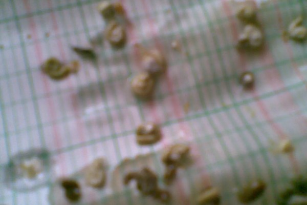 鹦鹉拉白屎的原因，可能是得了肠道炎