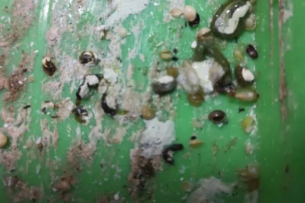 鹦鹉拉白屎的原因，可能是得了肠道炎