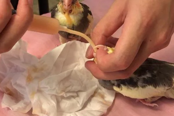 鹦鹉拉白屎的原因，可能是得了肠道炎