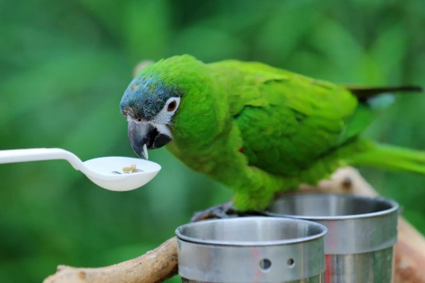 鹦鹉拉白屎的原因，可能是得了肠道炎