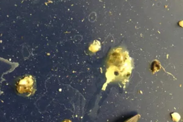 鹦鹉拉白屎的原因，可能是得了肠道炎