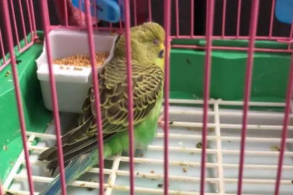 鹦鹉拉白屎的原因，可能是得了肠道炎