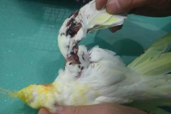 鹦鹉拉白屎的原因，可能是得了肠道炎