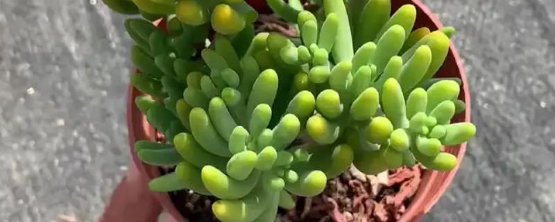 八千代多肉叶子全掉了的原因，可能是光照不当所致