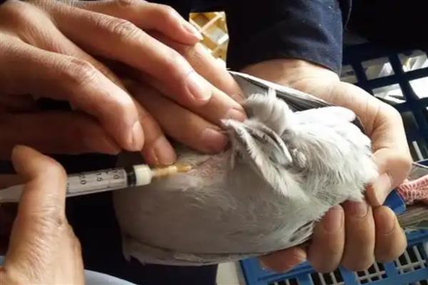 鸽子站着发抖的原因，可能是感染了新城疫病毒