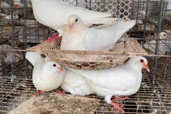 鸽子站着发抖的原因，可能是感染了新城疫病毒