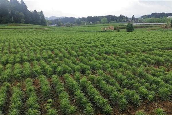 百合怎么养殖，每天提供4小时以上的光照