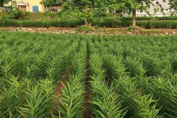 百合怎么养殖，每天提供4小时以上的光照