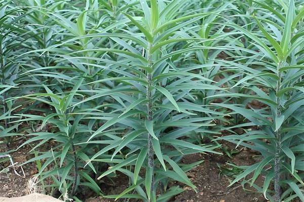 百合怎么养殖，每天提供4小时以上的光照