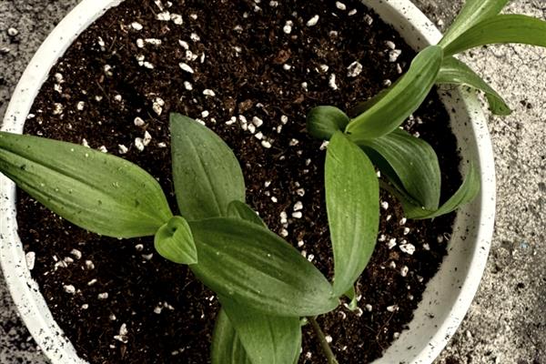 百合怎么养殖，每天提供4小时以上的光照