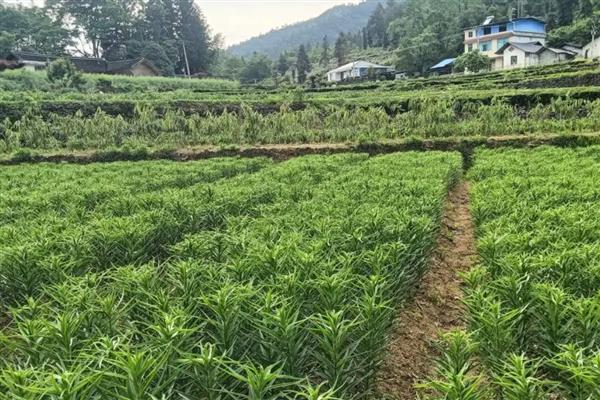 百合怎么养殖，每天提供4小时以上的光照