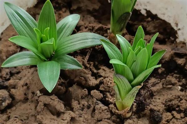 百合怎么养殖，每天提供4小时以上的光照