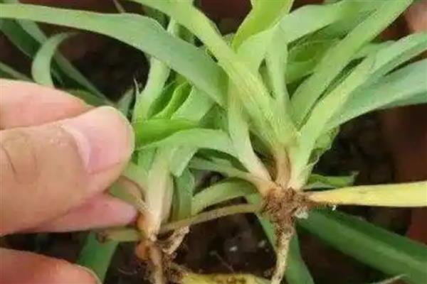 百合怎么养殖，每天提供4小时以上的光照