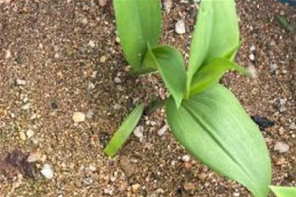 百合怎么养殖，每天提供4小时以上的光照