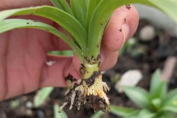 百合怎么养殖，每天提供4小时以上的光照