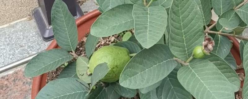 芭乐能不能播种，洗净晾晒后就可以播入土壤中