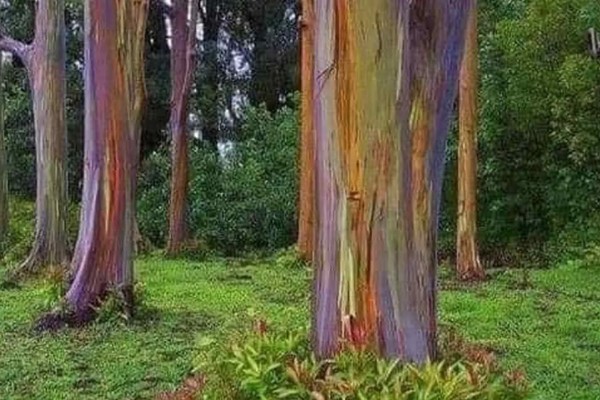 彩虹桉树有什么危害，会吸收大量养分导致其它植被枯死
