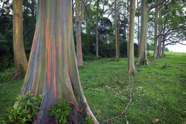 彩虹桉树有什么危害，会吸收大量养分导致其它植被枯死