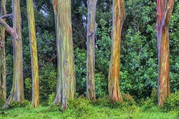 彩虹桉树有什么危害，会吸收大量养分导致其它植被枯死