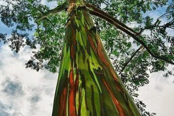 彩虹桉树有什么危害，会吸收大量养分导致其它植被枯死