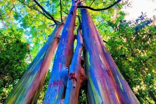 彩虹桉树有什么危害，会吸收大量养分导致其它植被枯死