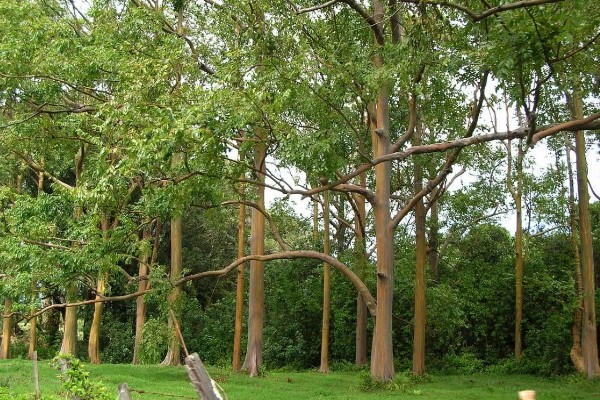 彩虹桉树有什么危害，会吸收大量养分导致其它植被枯死