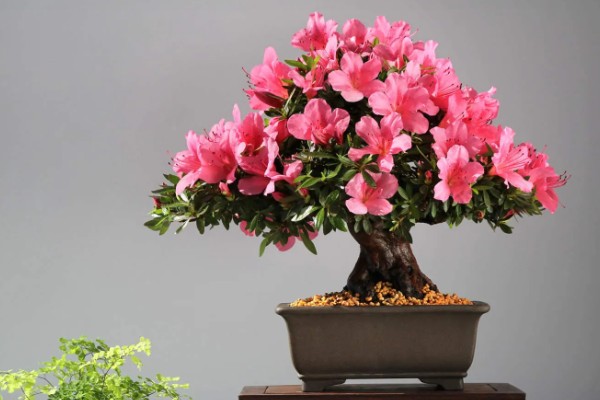 冬天能给杜鹃花换盆吗，尽量不要在冬天进行