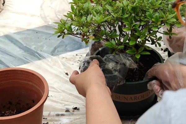 冬天能给杜鹃花换盆吗，尽量不要在冬天进行