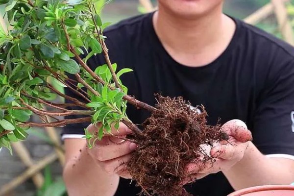 冬天能给杜鹃花换盆吗，尽量不要在冬天进行