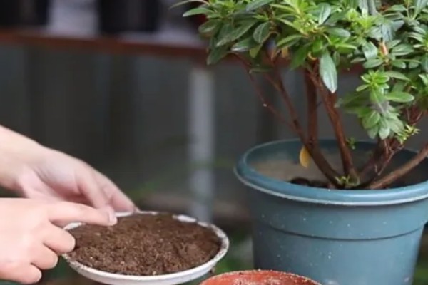 冬天能给杜鹃花换盆吗，尽量不要在冬天进行